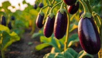 AI generated ripe eggplant the garden outdoors photo
