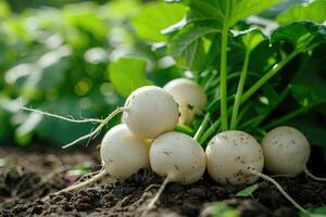 AI generated Freshly harvested white round radish in the garden background. photo