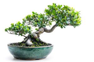 AI generated Bonsai tree in ceramic pot isolated on white photo