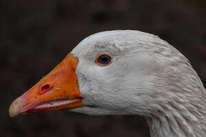 portrait of a white goose photo