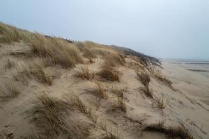 large dune overgrown with grass on the coast of zeeland in the netherlands photo