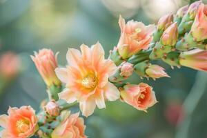 AI generated Beautiful light orange flowers of cactus photo