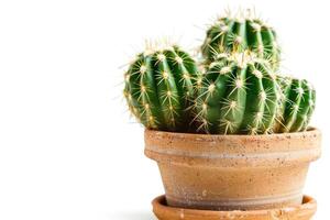 AI generated Flowering cactus plant in a clay pot photo