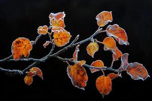 AI generated Orange beech leaves covered with frost in late fall or early winter. photo