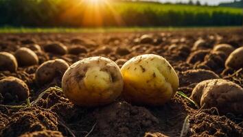 AI generated Potato harvest on the ground close up photo