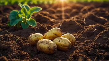 AI generated Potato harvest on the ground close up photo