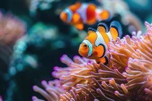 AI generated Amphiprion ocellaris clownfish and anemone in sea. photo