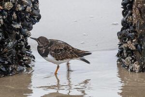 arenaria interpreta pájaro alimentándose a mar foto