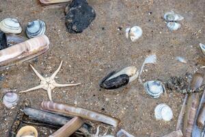 the coast at low tide with beach and shells photo