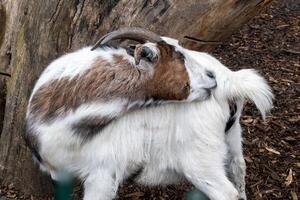 a billy goat is itching photo
