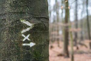 tree with trail marker in the forest photo