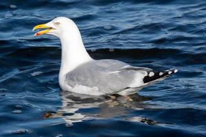 seagull on the sea photo