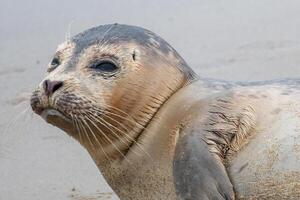 young seal on the beach of westkapelle Zeeland Netherlands in February photo