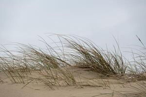 large dune overgrown with grass on the coast of zeeland in the netherlands photo