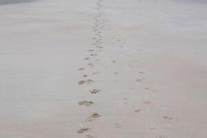 tracks in the sandy beach photo