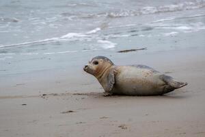 young seal on the beach of westkapelle Zeeland Netherlands in February photo