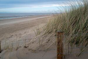 Fenced dunes on the coast of De Haan, Belgium photo