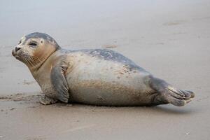 young seal on the beach of westkapelle Zeeland Netherlands in February photo