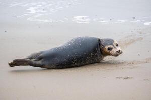young seal on the beach of westkapelle Zeeland Netherlands in February photo