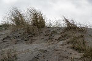 dunas en el costa de Delaware haan, Bélgica foto