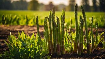 AI generated ripe green asparagus the garden outdoors photo