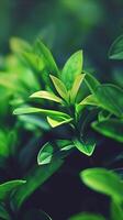 AI generated Lush green leaves close-up, nature's freshness embodied photo