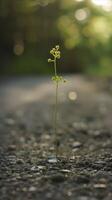 ai generado soltero planta brotante en un rocoso camino con suave luz de sol foto