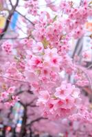 AI generated Vibrant pink cherry blossoms in full bloom against city backdrop photo