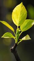 AI generated Fresh spring leaves sprouting on a tranquil morning photo