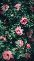 AI generated Vibrant pink roses blooming in lush green garden photo