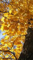 AI generated Autumn splendor captured in vibrant yellow maple leaves photo