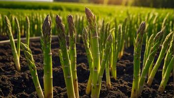 AI generated ripe green asparagus the garden outdoors photo