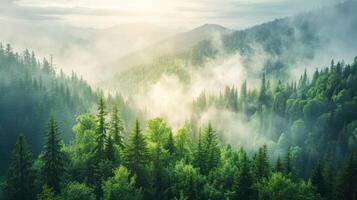 AI generated Morning valley with forest and fog view from up. Mystic pine forest in the mountains with mist above trees photo