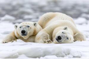 AI generated Two polar bears are lying and relaxing on the snow photo