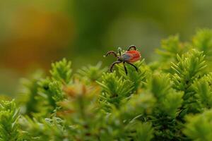 AI generated Tick with red back on a green plant photo