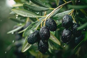 AI generated Ripe black olives on the tree with green leaves and water drops, close up view. photo