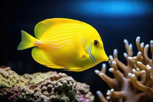 AI generated Yellow tang fish on coral reef photo