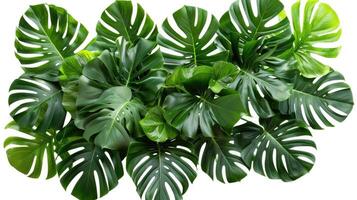 AI generated Tropical leaves foliage plant bush floral arrangement nature backdrop isolated on white background. photo