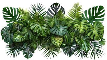 AI generated Tropical leaves foliage plant bush floral arrangement nature backdrop isolated on white background photo