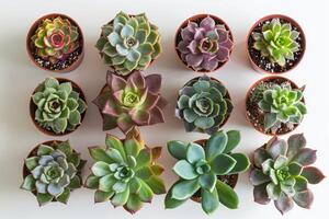 AI generated Collection of succulents in a pot is isolated on a white background photo