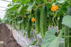 AI generated Young plant cucumber with yellow flowers. Juicy fresh cucumber close-up macro on a background of leaves. photo