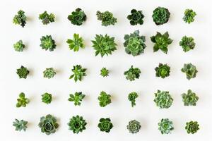 AI generated Collection of succulents in a pot is isolated on a white background photo