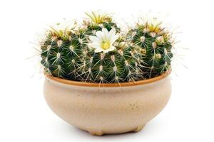 AI generated Flowering cactus plant in a clay pot photo