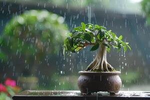 ai generado ficus ginseng bonsai con agua gotas foto