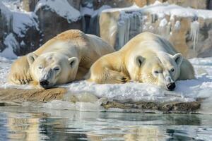 AI generated Two polar bears are lying and relaxing on the snow photo