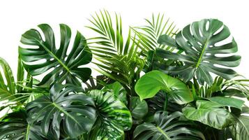 AI generated Tropical leaves foliage plant bush floral arrangement nature backdrop isolated on white background photo