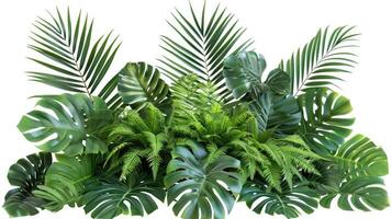 AI generated Tropical leaves foliage plant bush floral arrangement nature backdrop isolated on white background. photo