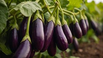 AI generated ripe eggplant the garden outdoors photo