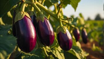 AI generated ripe eggplant the garden outdoors photo