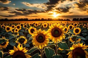 AI generated sunflowers in a field at sunset photo